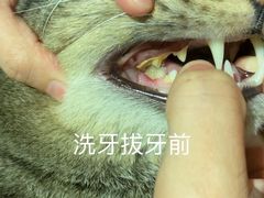 -谐和益家动物医院·免疫绝育·血液透析·宠保定点医院(高新伊藤分院)