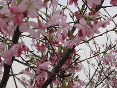 樱花-天适樱花悠乐园