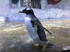 -芜湖新华联大白鲸海洋公园