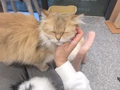 -囡的喵喵酱·萌宠生活馆·宠物洗护美容(胶州路店)