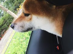 -宠小格时尚宠物生活馆(唐镇店)