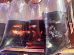 -中环花鸟鱼虫市场