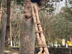 -都江堰中华大熊猫苑