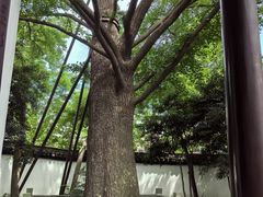 -上海醉白池公园