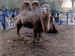 -长白岛森林公园