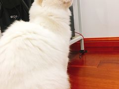 -Bastet sally猫舍购宠(静安店)