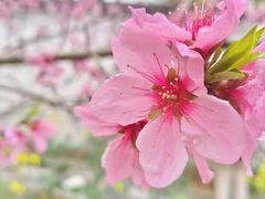 -南汇桃花村