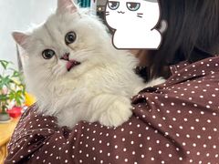 -猫大福·Fortune Cat猫舍(百子湾店)