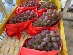 -马陆小张葡萄园农家乐