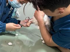 -守诺宠物医院·眼科· 特色牙科·异宠专科(虹口店)