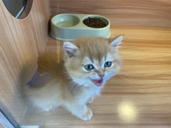 -猫十亿·布偶金渐层·曼基康矮脚猫舍(青年路店)