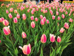 -长春公园(普阳街道)