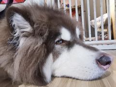 -喵小馆·猫咖狗咖猪咖·饮品店