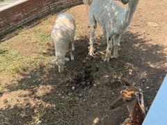 -丽泽山庄·生态怀柔菜·虹鳟鱼(红螺寺店)