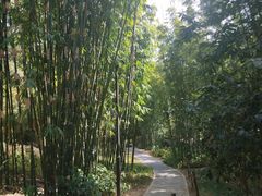 -深圳仙湖植物园-停车场