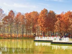 -上海海湾国家森林公园