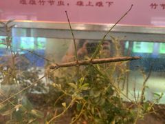 -上海昆虫博物馆