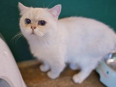 -喵屿·大理花园猫咖