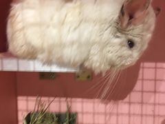 -藦茜花园宠物主题亲子互动体验馆(国顺东路店)