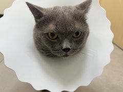 -爱诺耐芙动物医院(万博店)