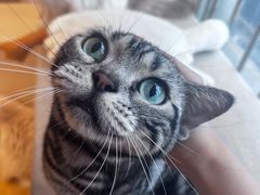 -有喵·猫咖·狗咖·30几只猫10只小狗(岗厦店)