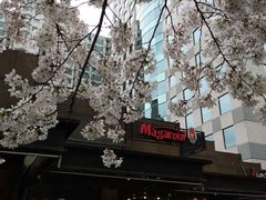 -玛格萝妮比萨屋(四平店)