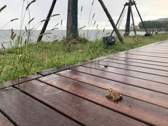 -上海滴水湖皇冠假日酒店