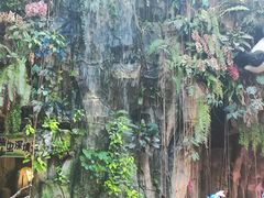 -正佳雨林生态植物园