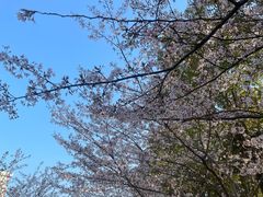 -高东镇樱花园