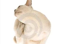 -瑞鹏宠物医院·骨科·猫科·内科(第一中心)