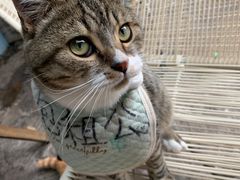 -喵屿·大理花园猫咖