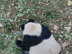 -石家庄市动物园