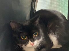 -瑞鹏宠物医院·超声·骨科·奇麟分院(蜀都万达店)