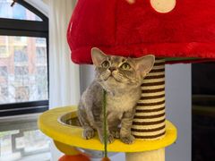 -山宅一喵德文卷毛猫舍