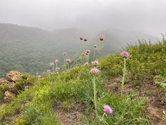 -北京鹫峰国家森林公园