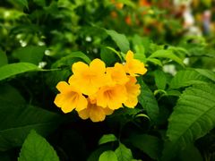 -中国科学院华南植物园