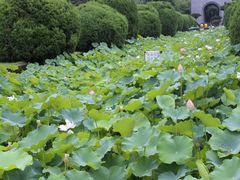 -四川大学(华西校区)