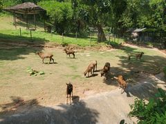 -深圳野生动物园