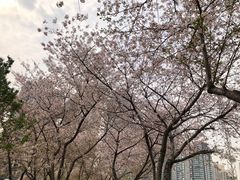 -西北湖绿化广场