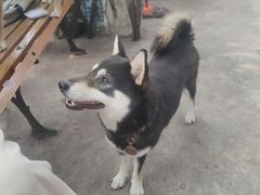 -柴犬高等学院·狗咖·柴犬售卖·宠物训练