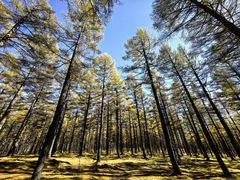 -塞罕坝国家级自然保护区