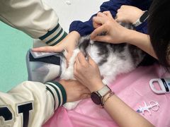 -北京观赏动物医院·24小时大型综合·猫专科·异宠专科