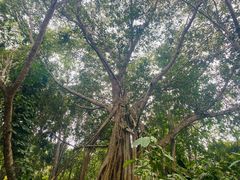 -中国科学院西双版纳热带植物园