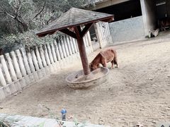 -成都动物园