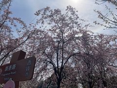 -顾村公园