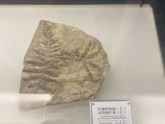 -辽宁古生物博物馆
