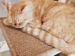 -喵匠猫主题咖啡(凯德和平广场店)