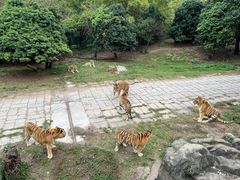 -深圳野生动物园
