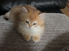 -纳吉亚猫专科动物医院·北北分院