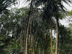 -中国科学院西双版纳热带植物园